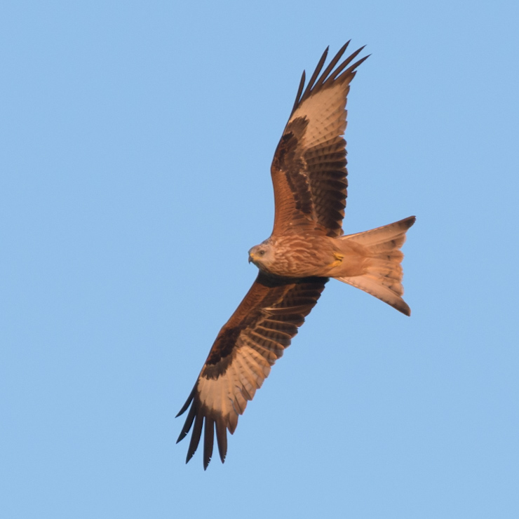 Red kite
